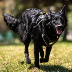 Julius K9 Arnés Para Perros JULIUS-K9 IDC® Longwalk Negro Y Gris 16 Julius K9 Arnés Para Perros JULIUS-K9 IDC® Longwalk Negro Y Gris -Ofertas Mascotas Tienda 123299 julius k9 idc longwalk geschirr schwarz grau hs 11 0