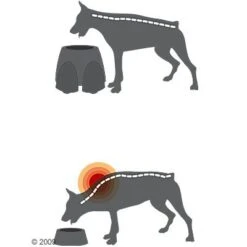 Comedero Alto Savic Ergo Feeder 13 Comedero Alto Savic Ergo Feeder -Ofertas Mascotas Tienda 125461 savic ergofeeder3 1