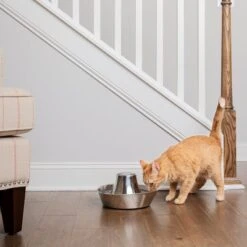 Bebedero Fuente Drinkwell Seaside De PetSafe De Acero -Ofertas Mascotas Tienda 145896 radiosystems petsafe edelstahl trinkbrunnen kustenrauschen 1 8l hs 03 8