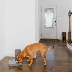 Comedero Automático Doble PetSafe® Para Mascotas -Ofertas Mascotas Tienda 145997 rasiosystems petsafe futterautomat 2mahlzeiten catdog 2x355xml hs 09 6