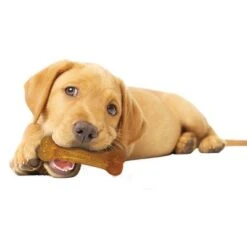Huesos Nylabone Puppy - Pack De Inicio -Ofertas Mascotas Tienda 150796 interpet nylabone puppy starterkit dogchew hs 03 8