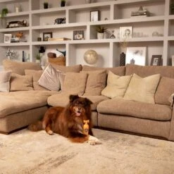 Pet Head Ditch The Dirt Champú Para Perros 8 Pet Head Ditch The Dirt Champú Para Perros -Ofertas Mascotas Tienda 159700 companyofanimals pethead ditchthedirt shampoo 300ml hs 06 9