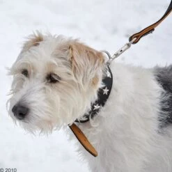 Collar De Cuero Heim Stars -Ofertas Mascotas Tienda 160891 heim halsband stars 8 1