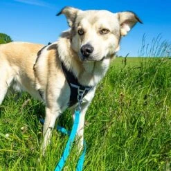 Petlando Correa Larga Para Perros Pawz & Pepper Strong Azul -Ofertas Mascotas Tienda 174796 174797 pawznpepper schleppleine rund geflochten blau hs 04 2