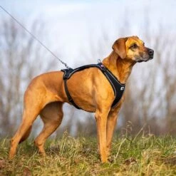 Arnés Curli Belka Comfort Negro Para Perros 21 Arnés Curli Belka Comfort Negro Para Perros -Ofertas Mascotas Tienda 176034 curli belka comfort geschirr schwarz hs 08 3