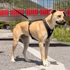 Arnés Curli Belka Comfort Negro Para Perros 15 Arnés Curli Belka Comfort Negro Para Perros -Ofertas Mascotas Tienda 176034 curli belka comfort geschirr schwarz hs 09 6