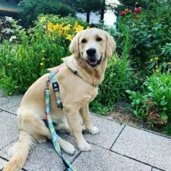 Correa Ajustable Max & Molly Donuts Para Perros -Ofertas Mascotas Tienda 190211 186594 186595 maxnmolly multifunktionsleine donuts hs 03 3