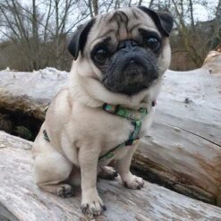 Arnés Max & Molly Donuts Para Perros 16 Arnés Max & Molly Donuts Para Perros -Ofertas Mascotas Tienda 190296 190297 190396 maxnmolly hg eschirr donuts hs 03 2