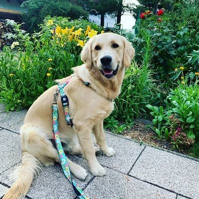 Arnés Max & Molly Donuts Para Perros 8 Arnés Max & Molly Donuts Para Perros - Imagen 8