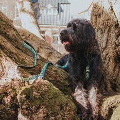 Arnés Max & Molly Black Sheep Para Perros -Ofertas Mascotas Tienda 190405 190406 190407 maxnmolly hg eschirr blacksheep hs 04 5