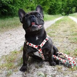 Arnés Max & Molly Watermelon Para Perros -Ofertas Mascotas Tienda 190413 190414 190703 maxnmolly hg eschirr watermelon hs 03 8