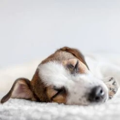 Esterilla Térmica HAFENBANDE Molly Con Regulador De Temperatura -Ofertas Mascotas Tienda 193243 waagenschmitt hafenbande heizmatte temperatursteuerung hs 12 2