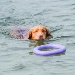 Ferplast Puller Juguete Para Perros 27 Ferplast Puller Juguete Para Perros -Ofertas Mascotas Tienda 199296 ferplastitalien ferplast hundespielzeug puller midi 27cm hs 19 0