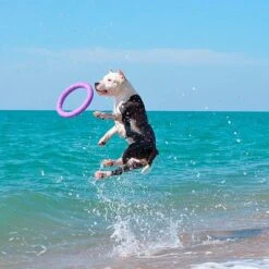 Ferplast Puller Juguete Para Perros 28 Ferplast Puller Juguete Para Perros -Ofertas Mascotas Tienda 199296 ferplastitalien ferplast hundespielzeug puller midi 27cm hs 20 9