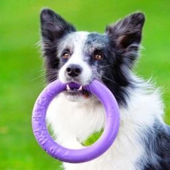 Ferplast Puller Juguete Para Perros 29 Ferplast Puller Juguete Para Perros -Ofertas Mascotas Tienda 199297 ferplastitalien ferplast hundespielzeug puller midi 19cm hs 16 9