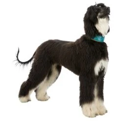 Collar Para Galgos Trixie Active Comfort Verde Petróleo/amarillo -Ofertas Mascotas Tienda 200313 202100 200314 200315 trixie active comfort halsband windhunde hs 06 1