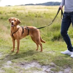 Arnés Trixie Guía Stay Antifugas Para Perros 7 Arnés Trixie Guía Stay Antifugas Para Perros -Ofertas Mascotas Tienda 202096 202097 202098 202099 trixie panikgeschirr stay schwarz hs 06 8