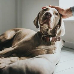 Cama Hunter Bologna Color Piedra Para Perros -Ofertas Mascotas Tienda 212954 212955 hunter hundebett bologna stein hs 08 0