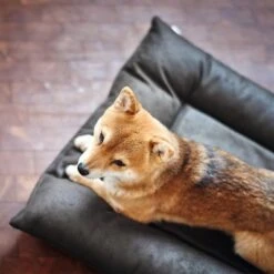 Cama Hunter Bologna Negra Para Perros -Ofertas Mascotas Tienda 214699 214700 hunter hundebett bologna schwarz hs 09 2