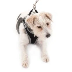 Arnés Feel Free Negro Para Perros -Ofertas Mascotas Tienda 232419 hunde softgeschirr feel free 03 2