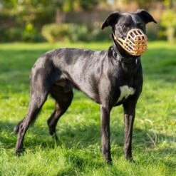 Bozal Baskerville Anti Cebos Venenosos -Ofertas Mascotas Tienda 235200 235201 235696 235796 235897 baskerville antigiftkoeder maulkorb hs 05 0