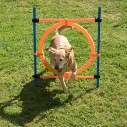 Aro Agility Fun & Sport 29 Aro Agility Fun & Sport -Ofertas Mascotas Tienda 23800 agility fun sport sprungring fg 10 2