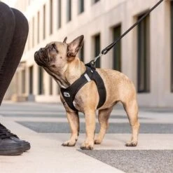 Arnés Curli Vest Clasp Air-Mesh Negro Para Perros -Ofertas Mascotas Tienda 267309 267310 267311 267312 267696 267796 curli vest geschirr clasp airmesh schwarz hs 03 5