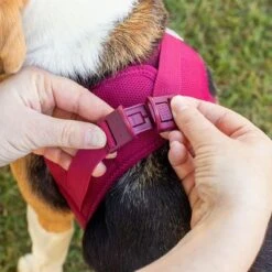 Arnés Curli Vest Clasp Air-Mesh Fucsia Para Perros -Ofertas Mascotas Tienda 267496 267304 267305 267306 curli vest geschirr clasp airmesh fuchsia hs 03 7