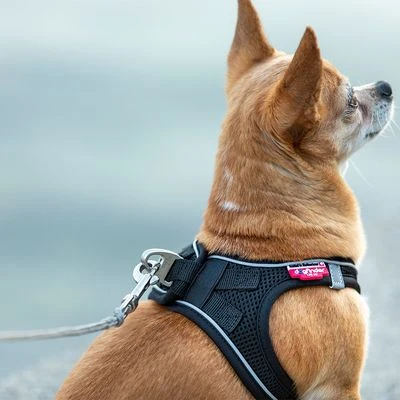 Correa De Bolsillo Curli Ultrarresistente 9 Correa De Bolsillo Curli Ultrarresistente - Imagen 9