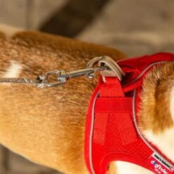 Correa De Bolsillo Curli Ultrarresistente 20 Correa De Bolsillo Curli Ultrarresistente -Ofertas Mascotas Tienda 267896 267897 ultrastarke taschenleine hs 10 7