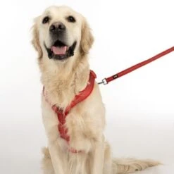 Arnés TIAKI Neoprene Rojo Para Perros -Ofertas Mascotas Tienda 323005 neoprene geschirr l fg 1669 5