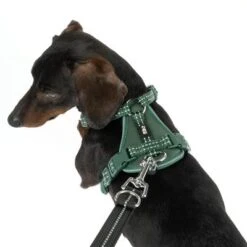 Arnés TIAKI Neoprene Verde Para Perros -Ofertas Mascotas Tienda 323016 neoprene geschirr s fg 1514 4