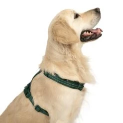 Arnés TIAKI Neoprene Verde Para Perros -Ofertas Mascotas Tienda 323025 neoprene geschirr l fg 1679 2