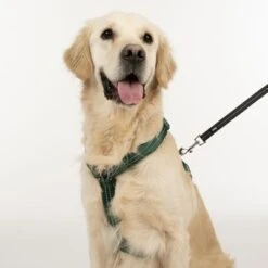 Arnés TIAKI Neoprene Verde Para Perros -Ofertas Mascotas Tienda 323025 neoprene geschirr l fg 1696 3