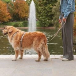 Arnés Nomad Tales Blush Beige Topo Para Perros -Ofertas Mascotas Tienda 323028 nomad tales blush geschirr taupe 01 2