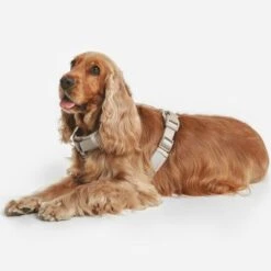 Arnés Nomad Tales Blush Beige Topo Para Perros -Ofertas Mascotas Tienda 323028 nomad tales blush geschirr taupe 13 8