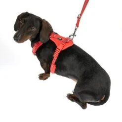 Arnés TIAKI Neoprene Rojo Para Perros -Ofertas Mascotas Tienda 323397 neoprene geschirr s fg 1498 9