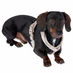 Arnés Nomad Tales Blush Beige Topo Para Perros -Ofertas Mascotas Tienda 323796 blush s fg 6910 5