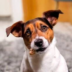 SmartBones Snacks Con Pollo Para Perros Pequeños -Ofertas Mascotas Tienda 324396 smartbones kausnacks huhn kleinehunde hs 05 3