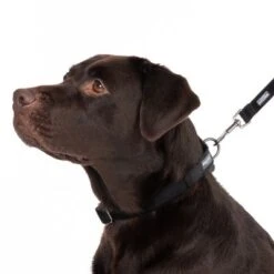 Collar Nomad Tales Blush ébano Para Perros -Ofertas Mascotas Tienda 324704 blush l fg 7241 2