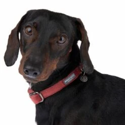 Collar Nomad Tales Blush Vino Para Perros -Ofertas Mascotas Tienda 324707 blush s fg 7010 1