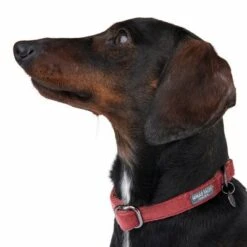 Collar Nomad Tales Blush Vino Para Perros -Ofertas Mascotas Tienda 324707 blush s fg 7015 6