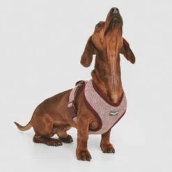 Arnés Nomad Tales Calma Burdeos Para Perros 29 Arnés Nomad Tales Calma Burdeos Para Perros -Ofertas Mascotas Tienda 324717 nomad tales calma burgundy 02 4