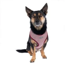 Arnés Nomad Tales Calma Burdeos Para Perros 27 Arnés Nomad Tales Calma Burdeos Para Perros -Ofertas Mascotas Tienda 325599 calma fg 7759 9