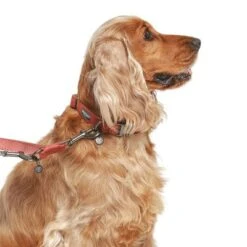 Correa Nomad Tales Blush Vino Para Perros -Ofertas Mascotas Tienda 325600 325601 nomadtales blush hundeleine rose hs 03 9