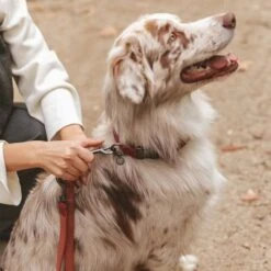 Correa Nomad Tales Blush Vino Para Perros -Ofertas Mascotas Tienda 325600 325601 nomadtales blush hundeleine rose hs 05 0