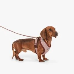 Correa Nomad Tales Calma Burdeos Para Perros -Ofertas Mascotas Tienda 325899 nomad tales calma hundeleine burgudy 120cm 02 8