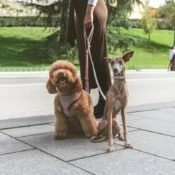 Correa Nomad Tales Calma Burdeos Para Perros -Ofertas Mascotas Tienda 325899 nomad tales calma hundeleine burgudy 120cm 03 3