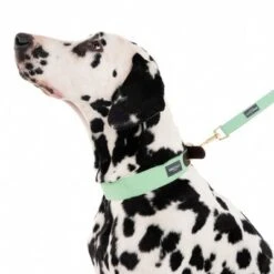 Correa Nomad Tales Bloom Menta Para Perros -Ofertas Mascotas Tienda 326801 328199 bloom l fg 7561 0