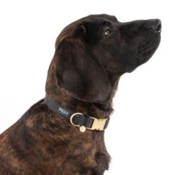 Collar Nomad Tales Calma ébano Para Perros -Ofertas Mascotas Tienda 326805 calma l ebony fg 7924 8